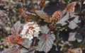 Physocarpus opulifolius Diabolo hæk blomster