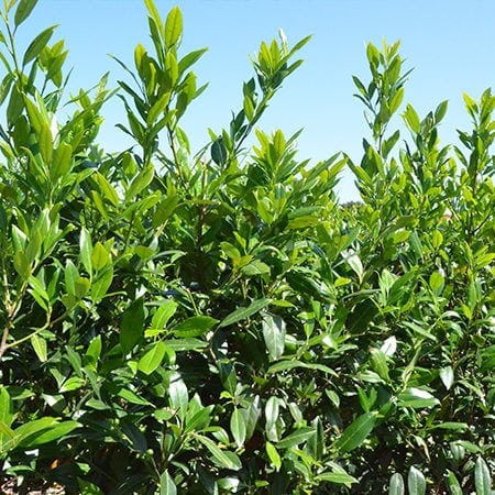 Prunus l. Herbergii